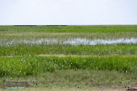 Озеро Коскуль (западное). Июнь 2025 года