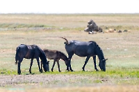 Озеро Коскуль (восточное). Июнь 2025 года