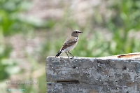 Озеро Айке. Июнь 2025 года