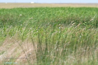 Верхнетущесайский пруд. Июнь 2025 год