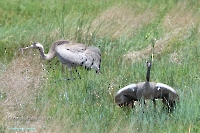 Верхнетущесайский пруд. Июнь 2025 год