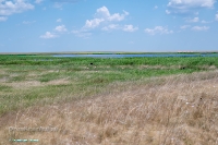 Верхнетущесайский пруд. Июнь 2025 год