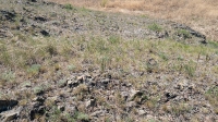 Тастыбутакские скальные шишки. Май 2021 года