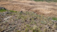 Тастыбутакские скальные шишки. Май 2021 года