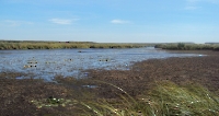 Голубовские моховые болота