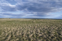 Таловская степь (участок госзаповедника «Оренбургский»)