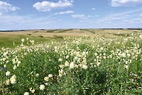 Таловская степь (участок госзаповедника «Оренбургский»)