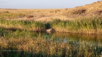 Река Малая Караганка. Сентябрь 2021 года