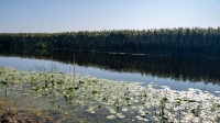 Озеро Песчаное. Август 2021 года