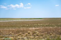 Озеро Жетыколь (малое). Июнь 2025 года