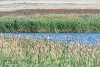 Пруд на балке Тущысай. Июнь 2025 года