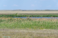 Пруд на балке Тущысай. Июнь 2025 года