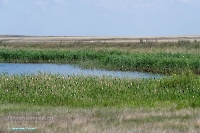 Пруд на балке Тущысай. Июнь 2025 года
