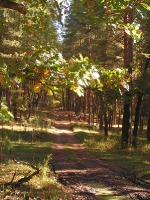 Лесные массивы Оренбургской области
