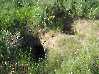 Кладбище «Покровское». 2009 год