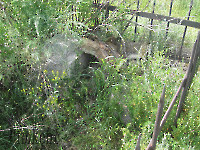 Кладбище «Покровское». 2009 год