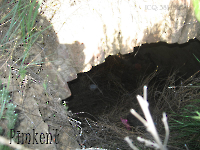 Кладбище «Покровское». 2009 год