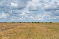 Посёлок Актюбинский. Июнь 2025 года