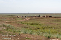 Посёлок Первомайский. Июнь 2025 года