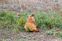 Байбак