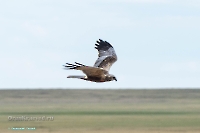 Болотный лунь