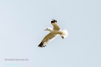 Чайки в районе озера Айке. Июнь 2025 года