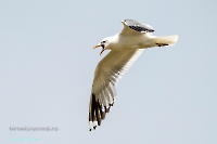 Чайки в районе озера Айке. Июнь 2025 года