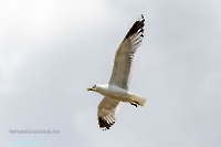 Чайки в районе озера Айке. Июнь 2025 года