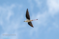 Ходулочник в районе озера Айке. Июнь 2025 года