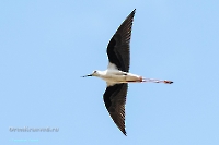 Ходулочник в районе озера Айке. Июнь 2025 года