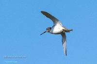 Животный мир