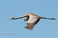 Серый журавль