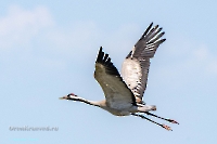 Серый журавль