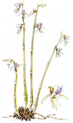 Надбородник безлистный Epipogium aphyllum (F.W.Schmidt) Sw.