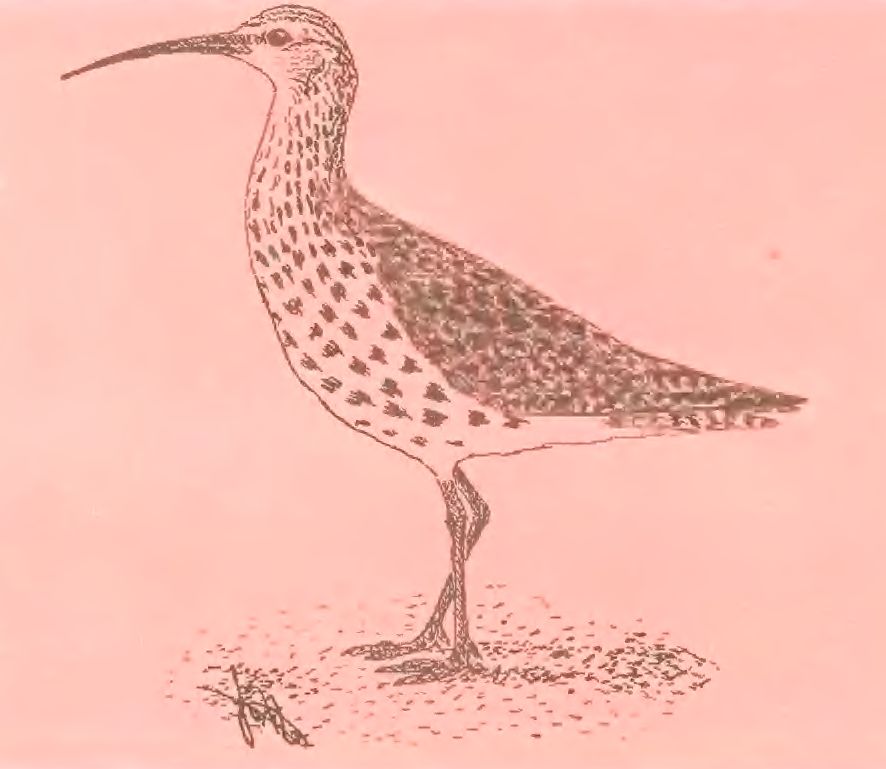Тонкоклювый кроншнеп Numenius tenuirostris Vieillot, 1817