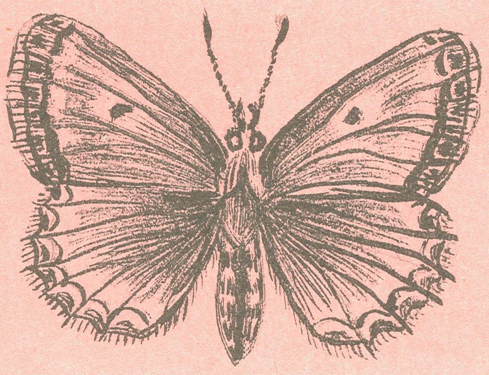 Зубчатокрылая голубянка Polyommatus daphnis (Denis et Schiffermuller, 1775)