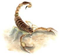 Пестрый скорпион – Mesobuthus eupeus