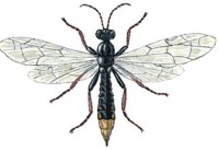 Черноногий харакопигус – Characopygus modestus