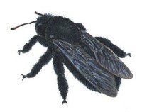 Пчела-плотник – Xylocopa valga
