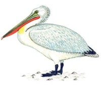 Кудрявый пеликан – Pelecanus crispus