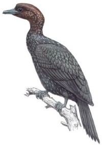 Малый баклан – Phalacrocorax pygmaeus