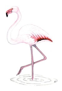 Обыкновенный фламинго – Phoenicopterus roseus