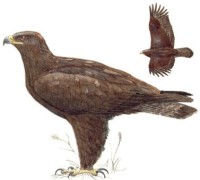 Степной орел – Aquila nipalensis