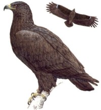 Большой подорлик – Aquila clanga (популяции европейской части России