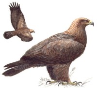Беркут – Aquila chrysaetos