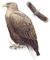 Орлан-белохвост – Haliaeetus albicilla