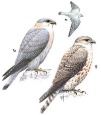 Степной дербник – Falco columbarius pallidus