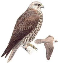 Балобан – Falco cherrug