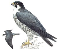Сапсан – Falco peregrinus