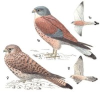 Степная пустельга – Falco naumanni